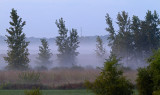 Morning in the Fog