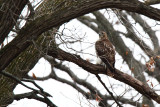 Time in a Tree