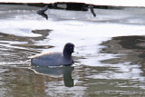 Contained Coot