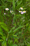 Delicate Daisy