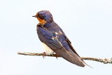 A Bird in Blue