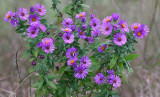Fall Asters Arrive