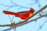 Color of the Cardinal