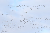 Wave of Geese