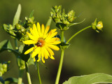 Bee Bomb