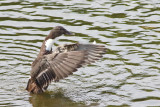 In a Flap