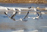 Flying Away With Food