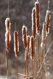 Counting Cattails