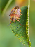 CARPOCORIS-FUSCISPINUS-1.jpg