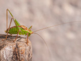 Leptophyes-punctatissima-(Saltamontes-punteado).jpg