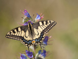 Papilio-machaon--1.jpg