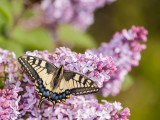 Papilio-machaon--2.jpg