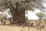 Seeking relief from the heat, in the shade of a Baobab  _1020912 web 1600 - Copy.jpg