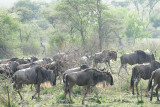 All Animals and Landscapes