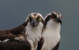 D35_5374 100 Crop.jpg