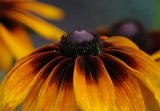 D35_6724.jpg