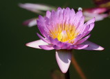 D35_7765.jpg