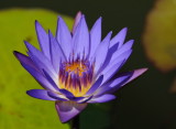 D35_7775.jpg
