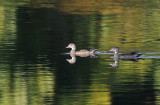D35_9949.jpg