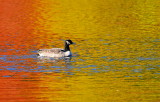 D36_1243.jpg