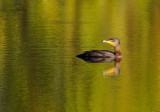 D36_1461.jpg