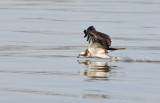 D36_4386.jpg