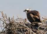 D36_5595.jpg