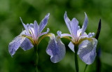 DSC_7536.jpg