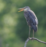 D36_6091.jpg