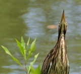 DSC_7572.jpg
