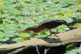 DSC_7757.jpg
