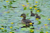 DSC_7803.jpg