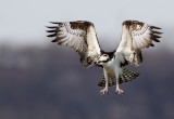 D38_3426 Crop.jpg