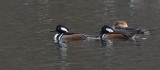 D50_0551.jpg