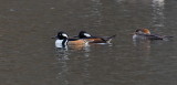 D50_0552.jpg