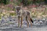 Coyote - Alaska Highway