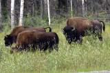 Wood Bison - Alaska Highway