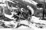 11458.malamute.19898.jpg