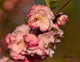 Flowering-Plum-May-2013.jpg