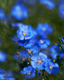 Blue-Flax.jpg