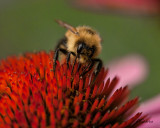 Bee-on-Echinacea.jpg