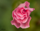 Pink-Rose.jpg