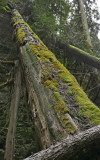 Mossy.jpg