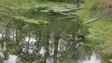 Pool of Reflections.jpg