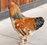 PrettyChicken.jpg