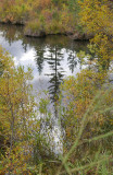 VermillionTreeReflections.jpg
