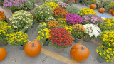 PumpkinFlowers.jpg