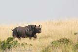 Black rhino!