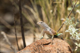 collared lizard 