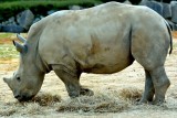 Rhinocerous  (2)